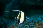 Moorish idol on the bottom 